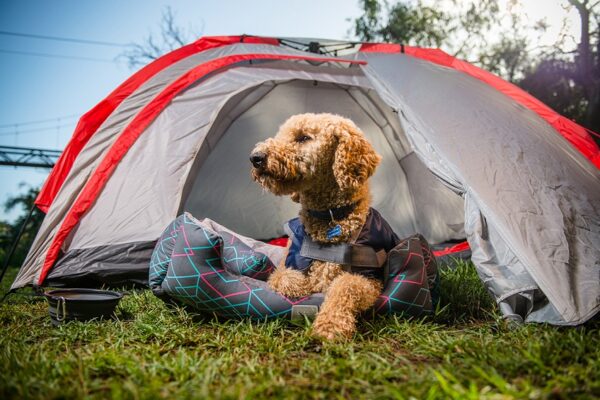 Exploring Pet-Friendly Campsites in Your RV