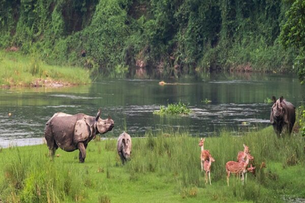 Explore the Wild Side of Nepal: Chitwan Jungle Safari Tour Packages