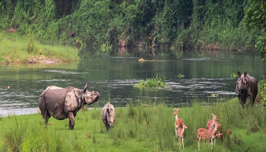 Chitwan Jungle Safari Tour,